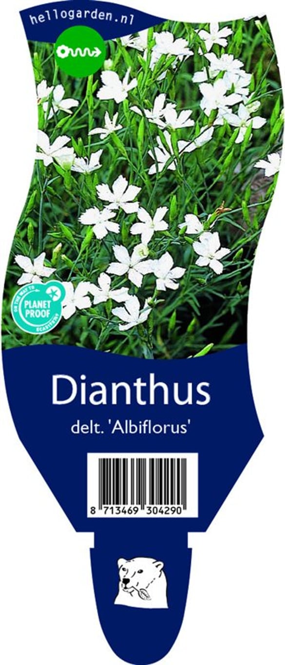 Dianthus delt. 'Albiflorus' - P11